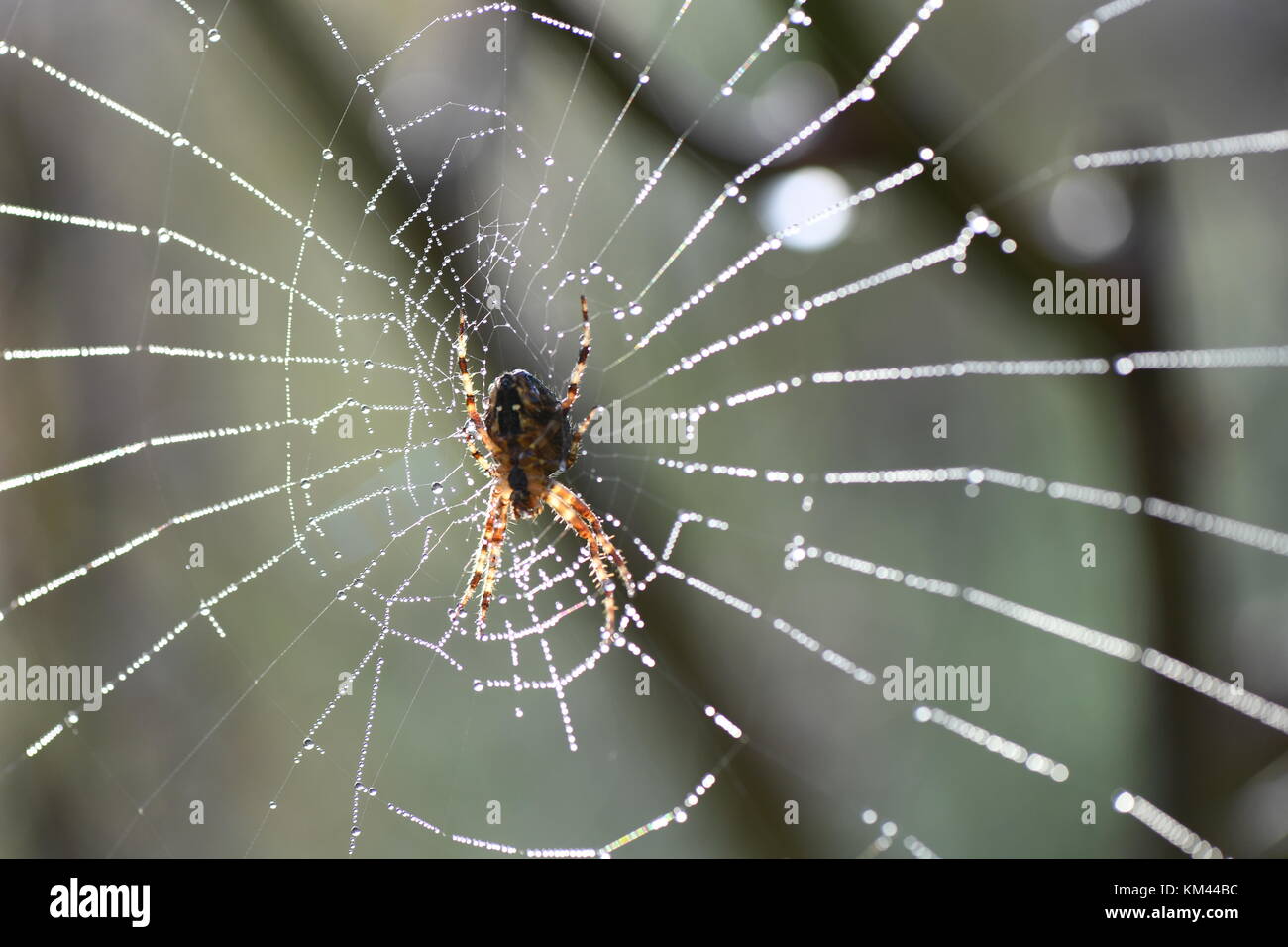 Cobweb Spiders Web Stock Photo
