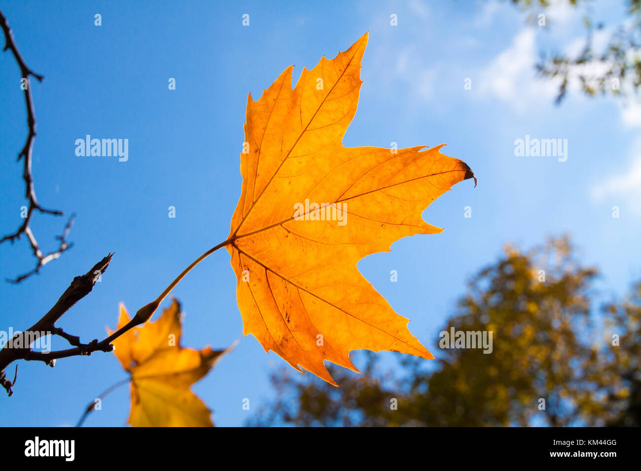 Autumn leaf in front of sky Stock Photo