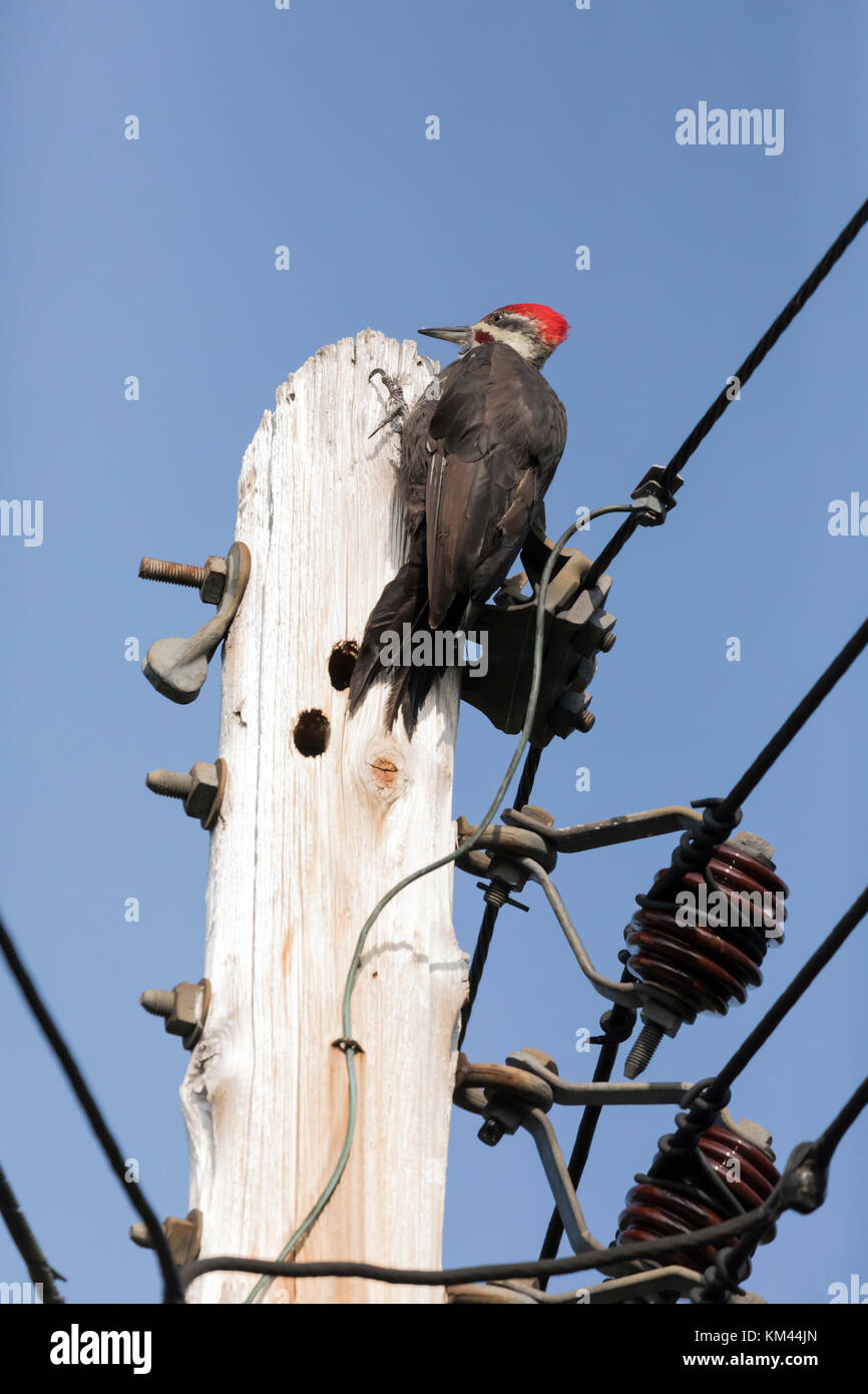 Pileated Woodpecker (Dryocopus pileatus) perched on a utility pole in