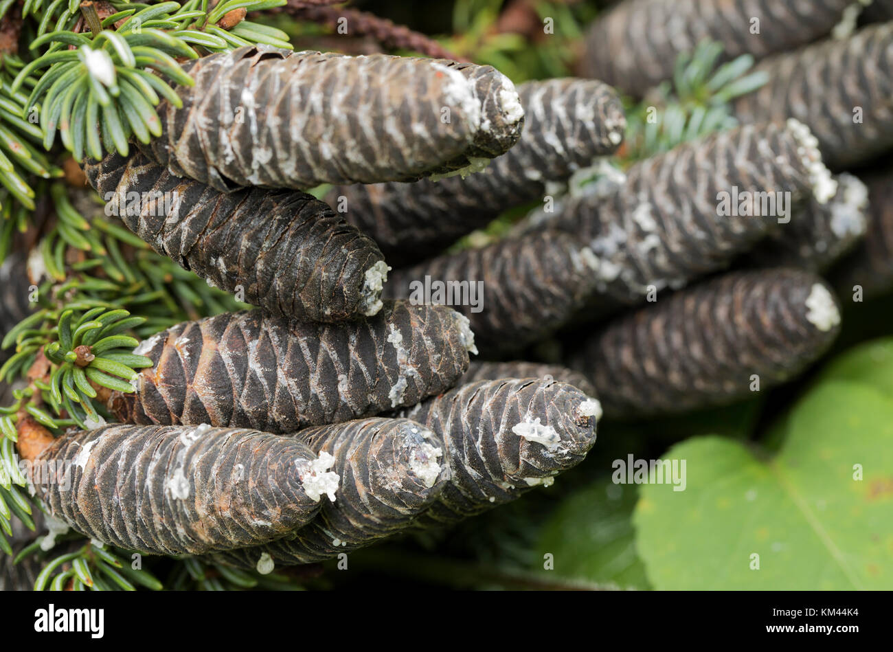 Balsam Fir (Abies balsamea) seed cones with resin oozing out, Isle Royal National Park Stock Photo