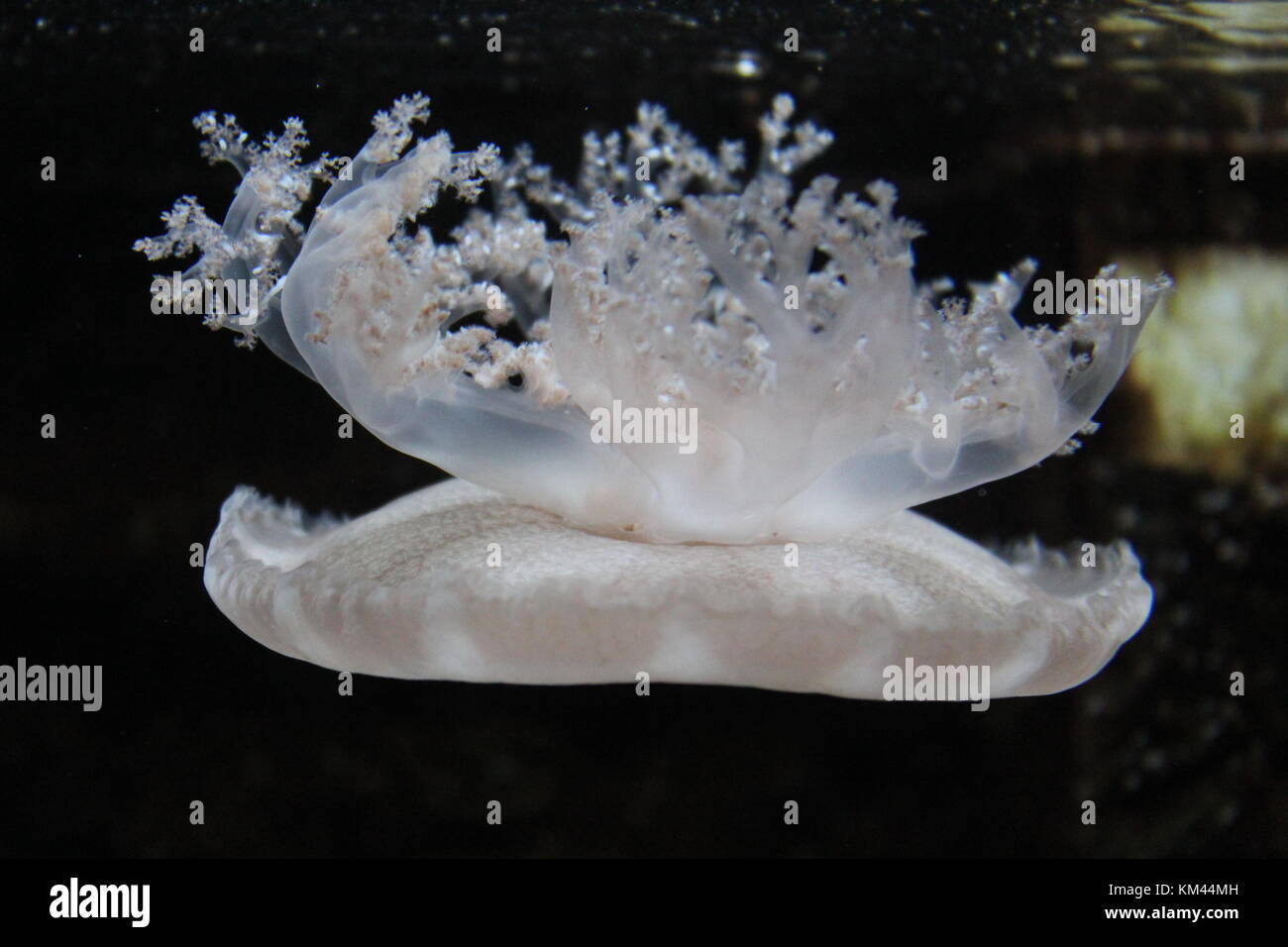 Upside down Translucent Jellyfish. Stock Photo