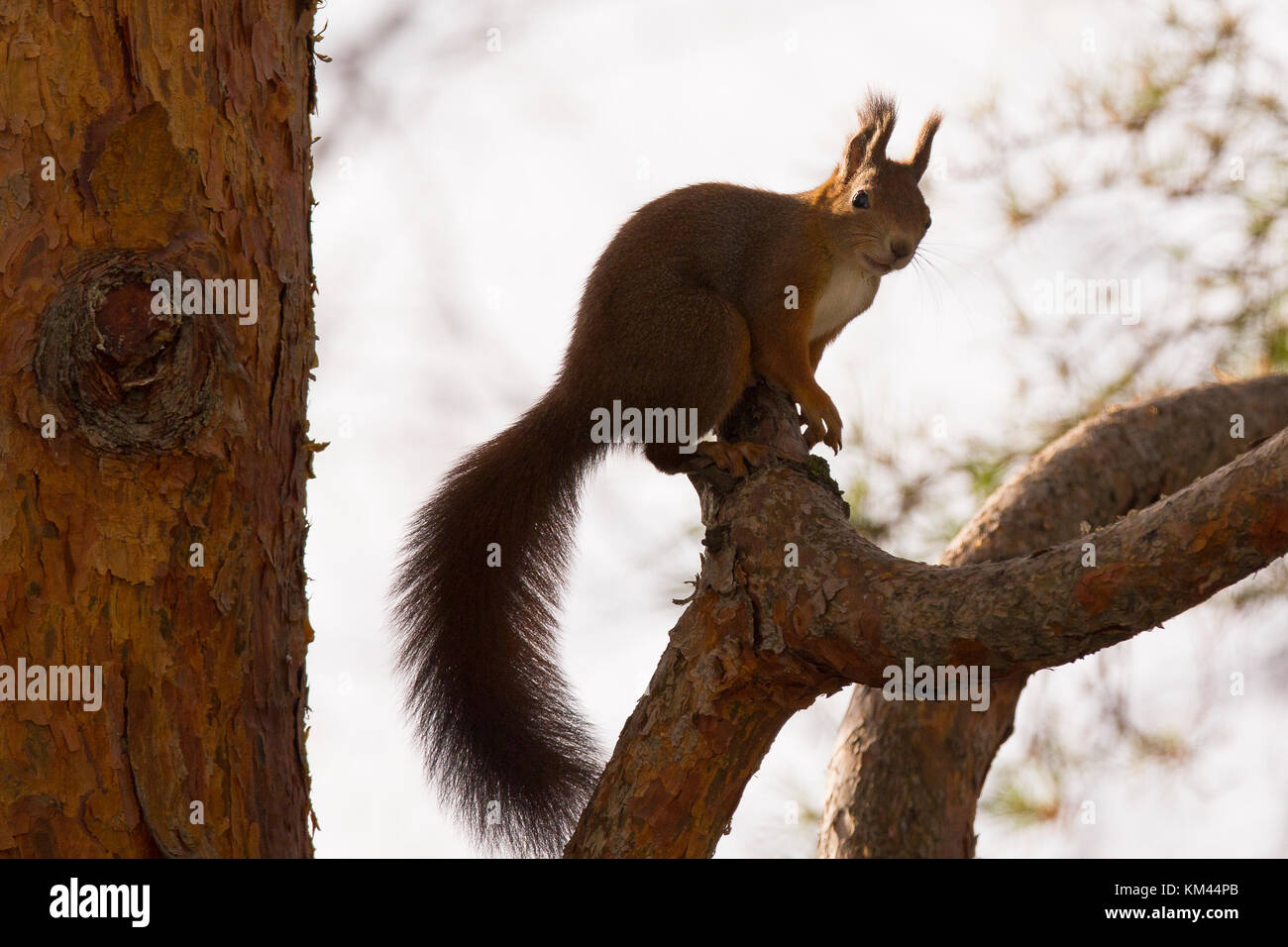 Squirrel on a tree Stock Photo