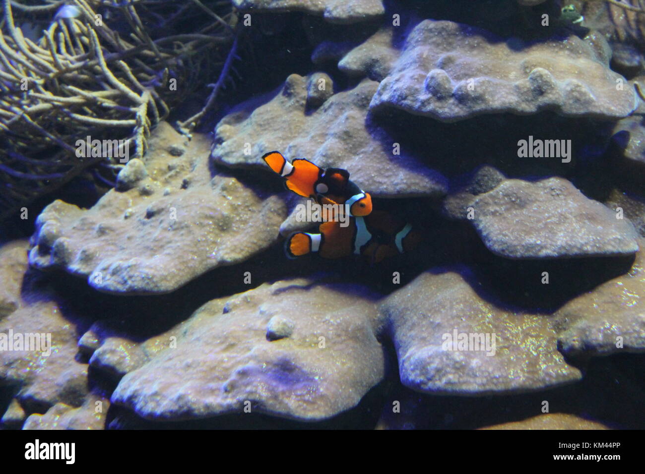 Clown fish Playing together in their salt water Aquarium. Stock Photo