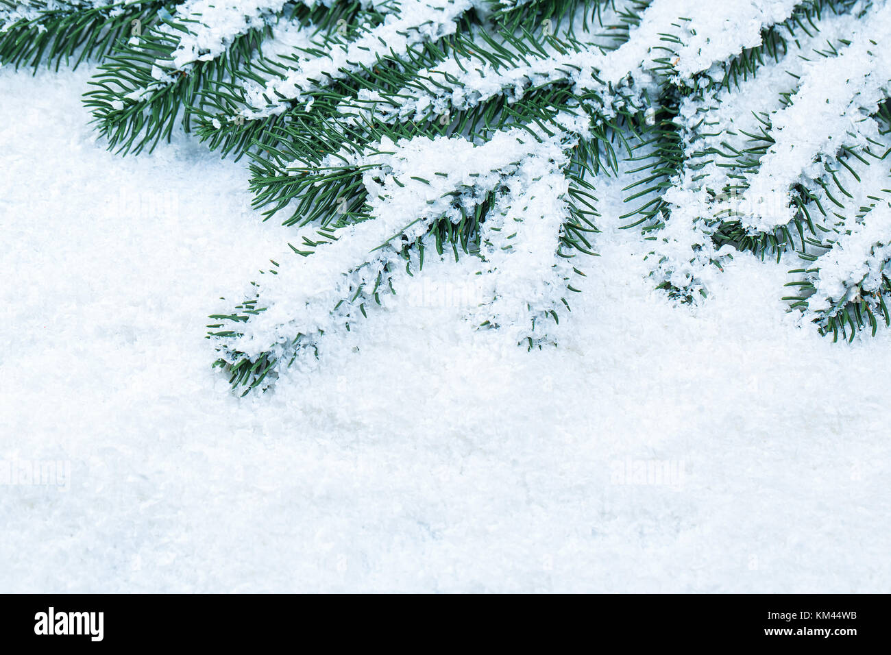 Christmas fir tree frame on white snow background. Free space Stock ...