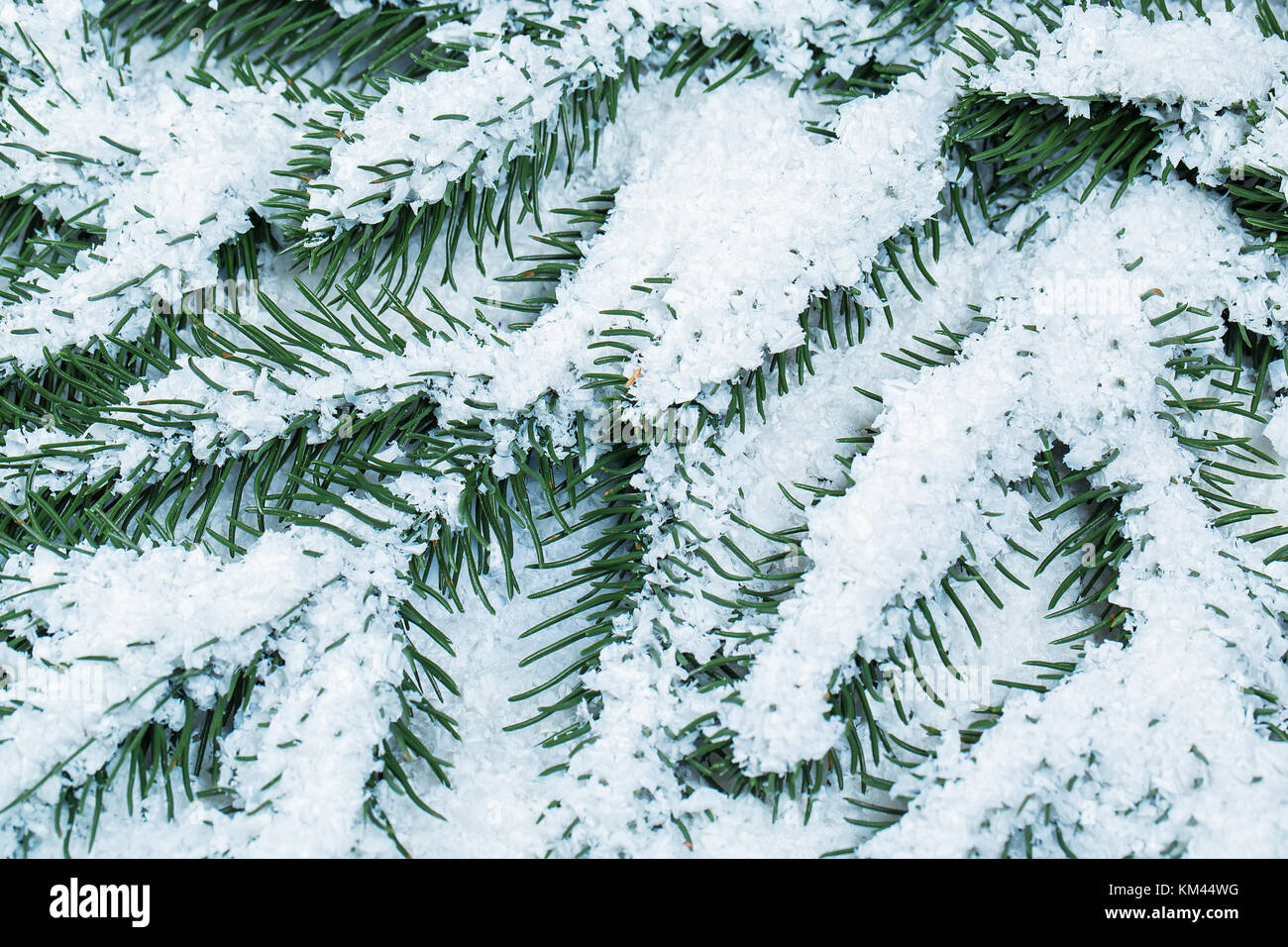Christmas fir tree frame with white snow background Stock Photo - Alamy