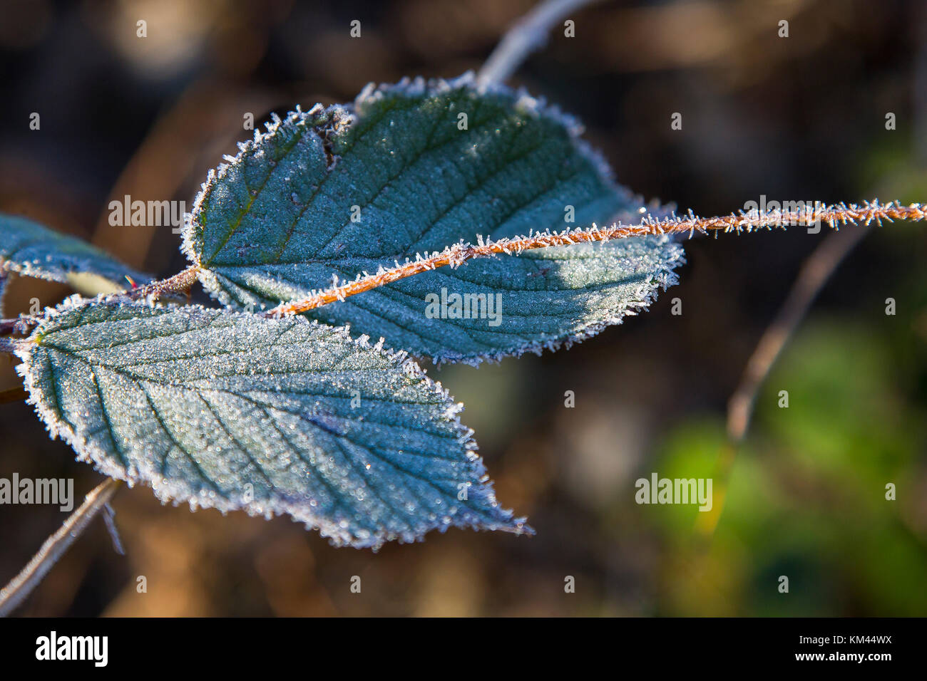 Iced leaf with ice crystal Stock Photo