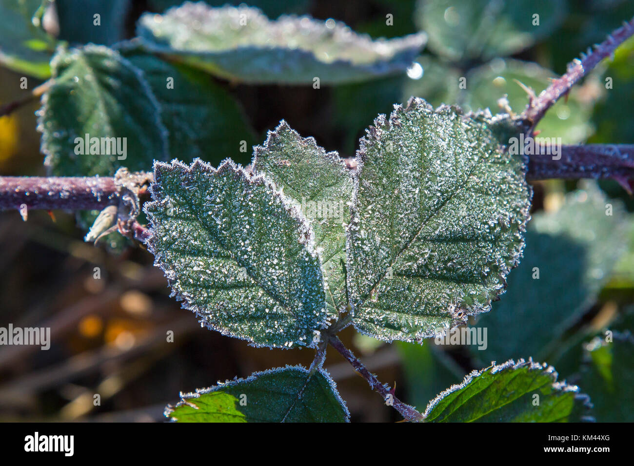 Iced leaf with ice crystal Stock Photo