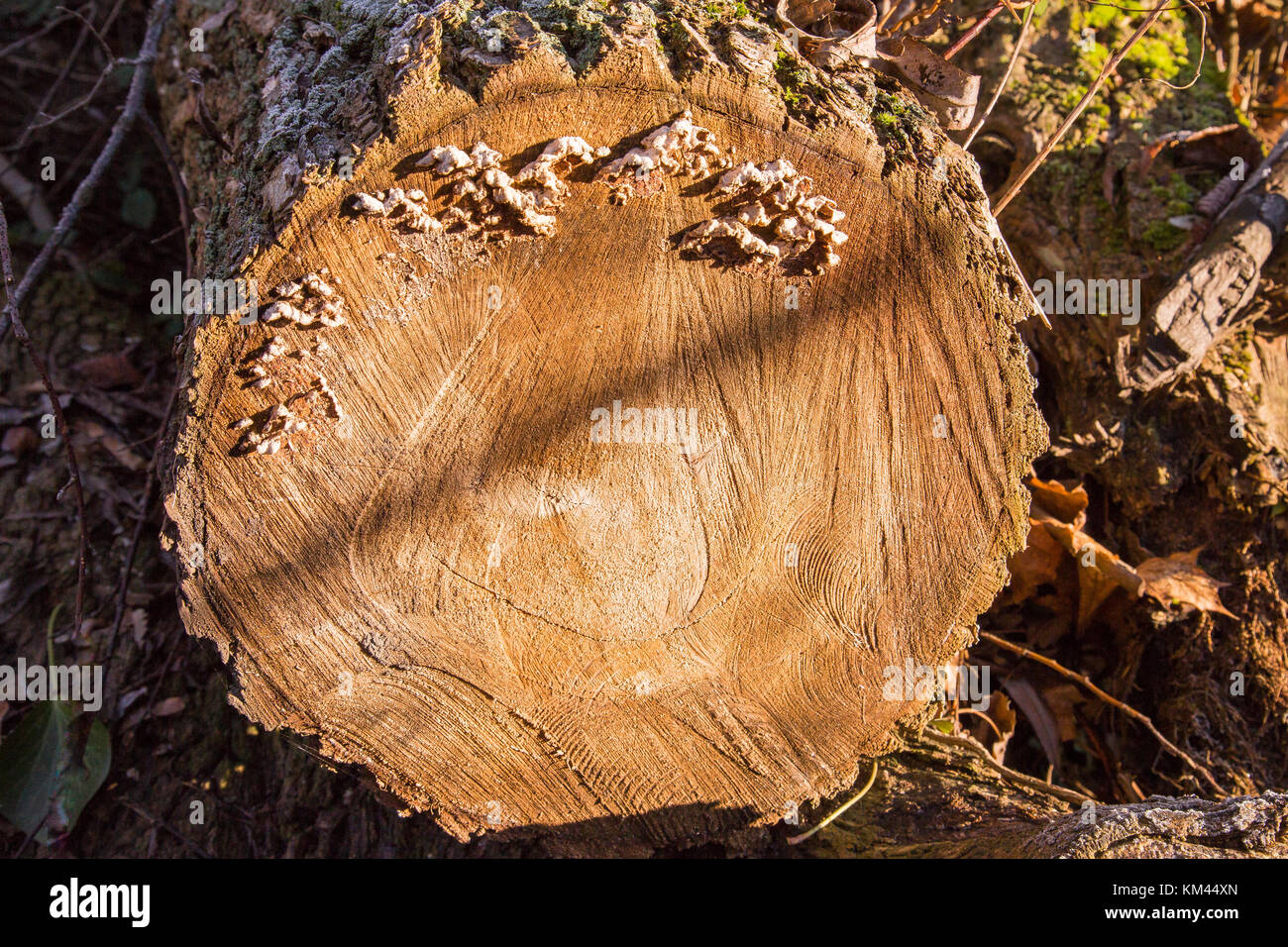 Tree disease bracket fungus Stock Photo