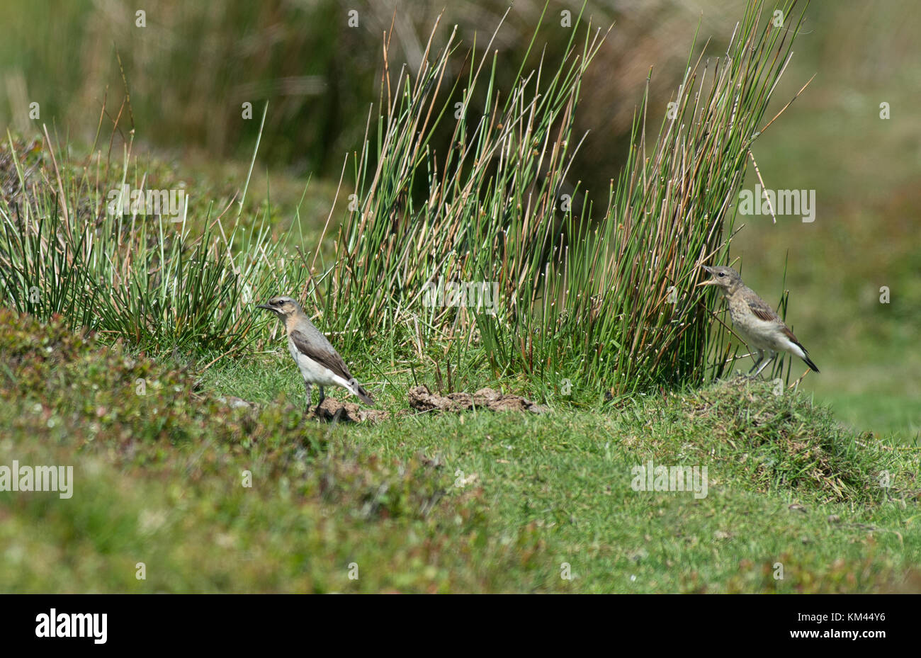 Juvenile Wheatears-Oenanthe oenanthe begs parent for food. Uk Stock Photo
