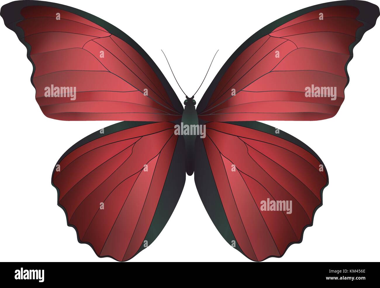 Beautiful butterfly isolated on a white background Stock Vector Image ...