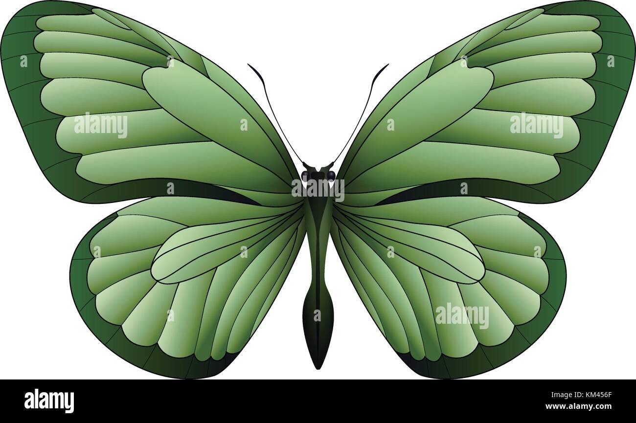 Beautiful butterfly isolated on a white background Stock Vector Image ...