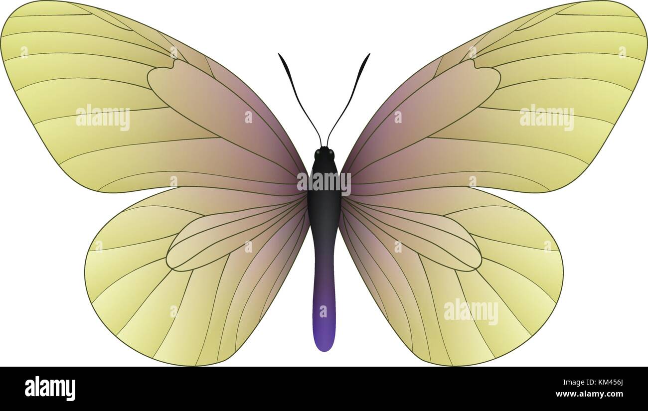 Beautiful butterfly isolated on a white background Stock Vector Image ...
