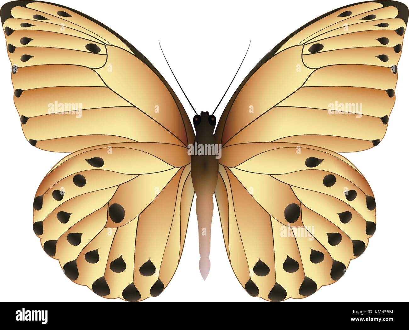 Beautiful butterfly isolated on a white background Stock Vector Image ...