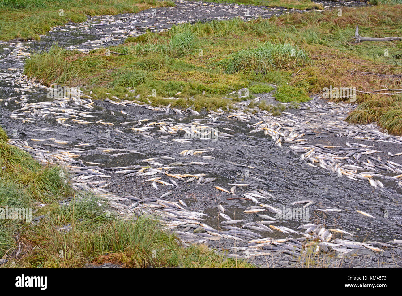 Dead and Dying Salmon in a Spawning Stream near Valdez, Alaska Stock