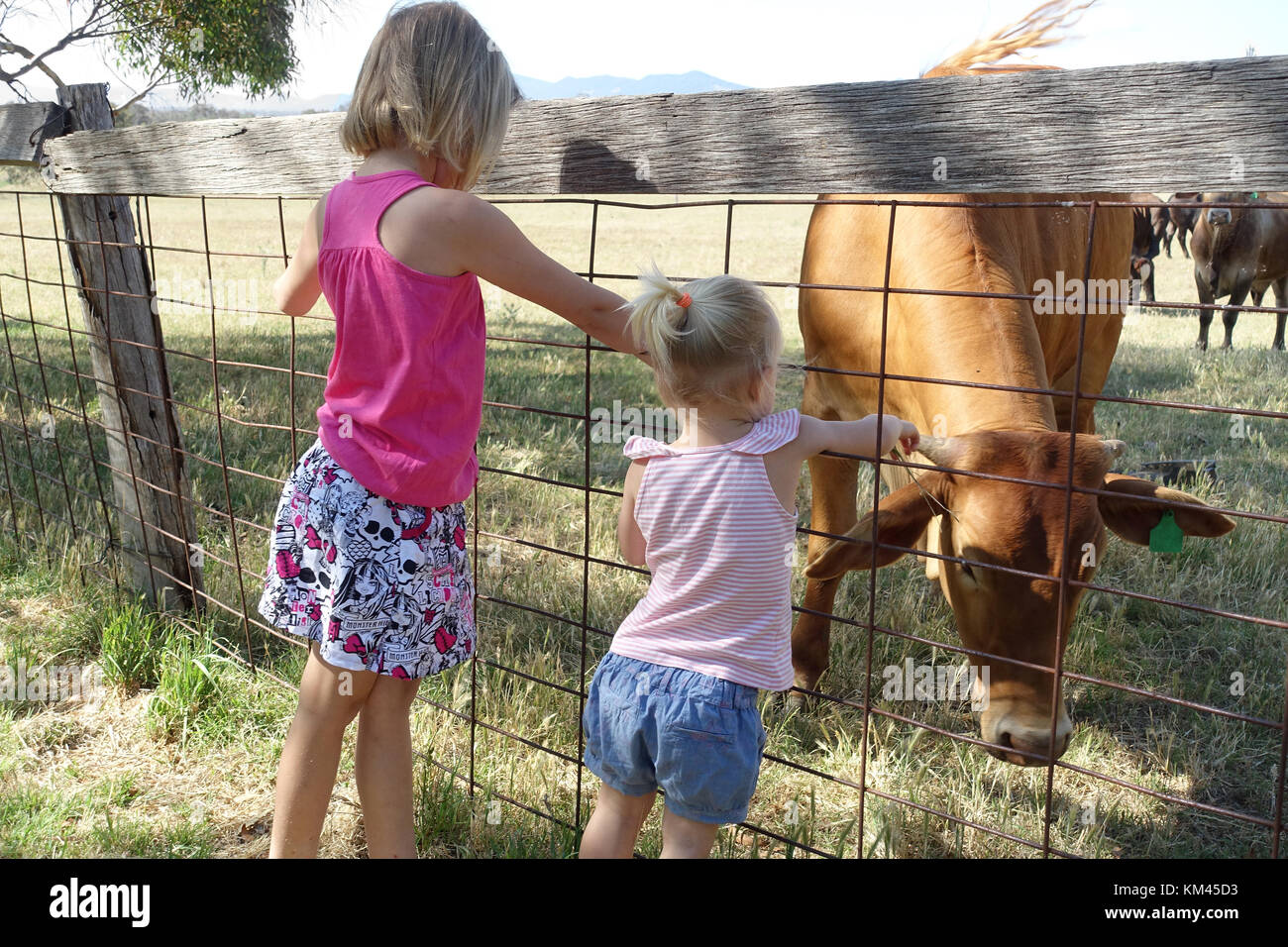 Two young girls looking at cattle. Stock Photo