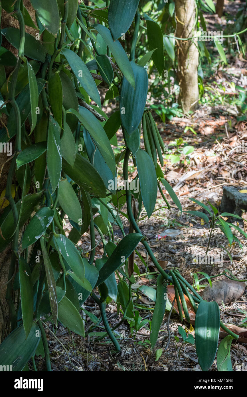 Vanilla beans plant hires stock photography and images Alamy