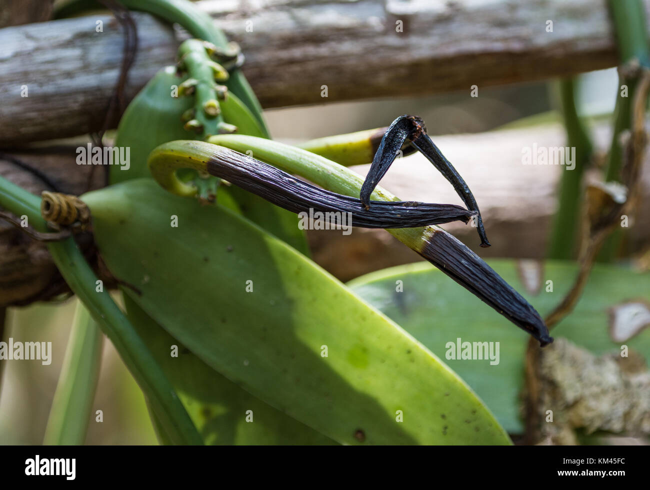 Cultivated, semi-dried Vanilla beans (Vanilla planifolia). Pangalanes Channel, Toamasina, Madagascar, Africa. Stock Photo
