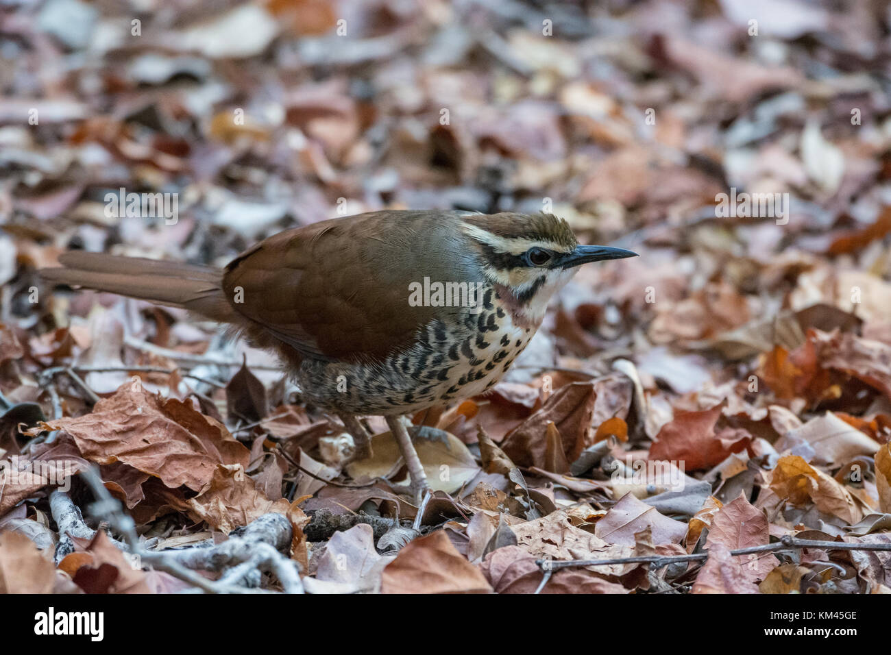 An endemic White-breasted Mesite (Mesitornis variegata) foraging on forest floor. Kirindy Forest Reserve. Madagascar, Africa. Stock Photo
