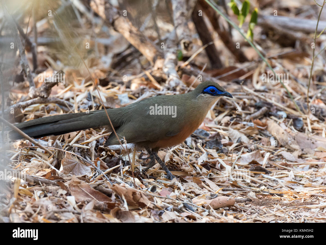 An endemic Coquerel's Coua (Coua coquereli) foraging on forest floor. Kirindy Forest reserve, Madagascar, Africa. Stock Photo