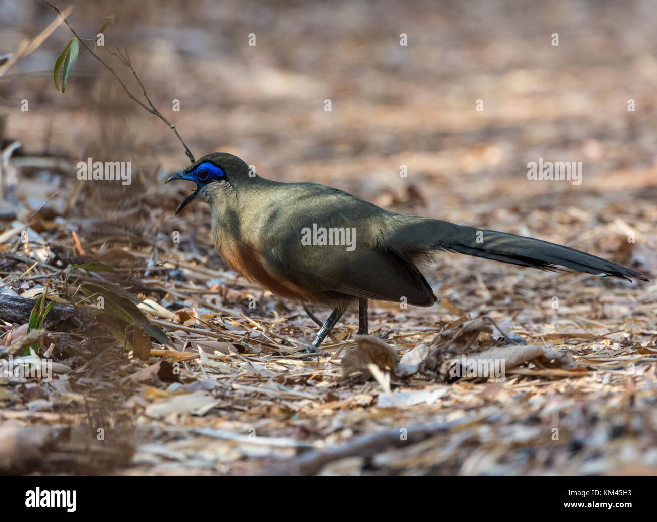 An endemic Coquerel's Coua (Coua coquereli) foraging on forest floor. Kirindy Forest reserve, Madagascar, Africa. Stock Photo