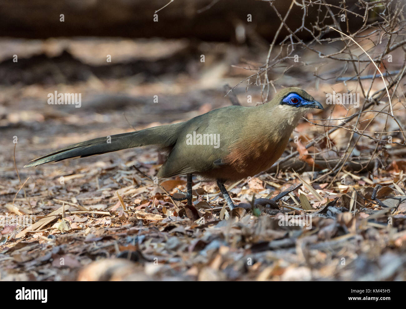 An endemic Coquerel's Coua (Coua coquereli) foraging on forest floor. Kirindy Forest reserve, Madagascar, Africa. Stock Photo