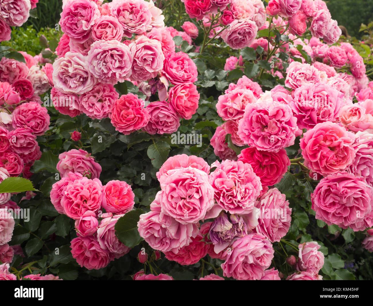 A day in the rose garden Stock Photo Alamy