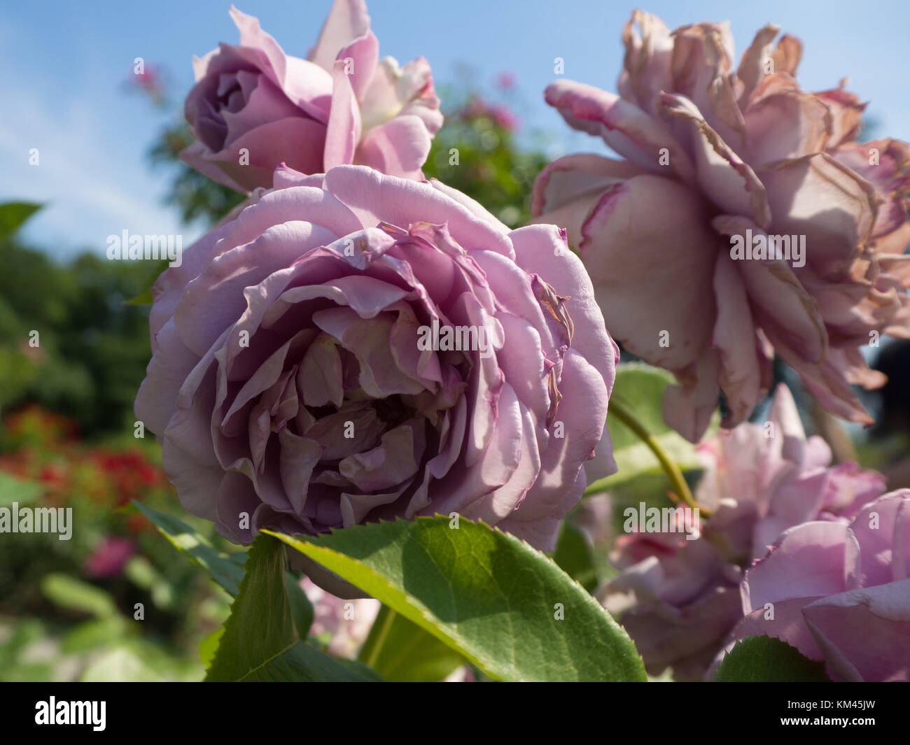 The lavender rose garden Stock Photo