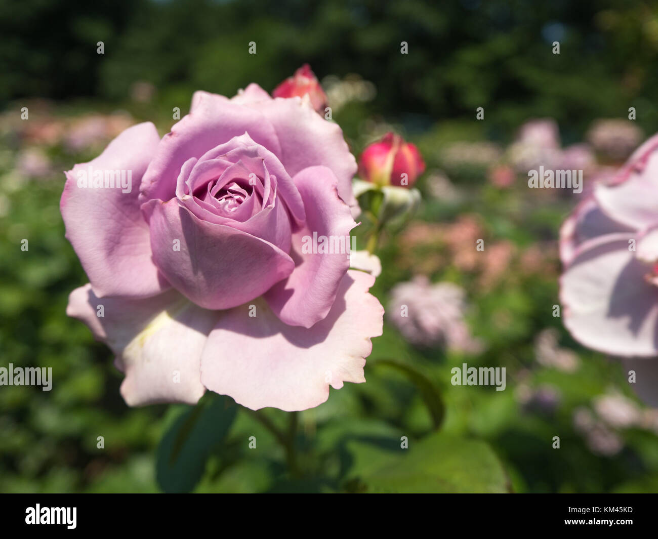 Lavender Roses in bloom Stock Photo Alamy