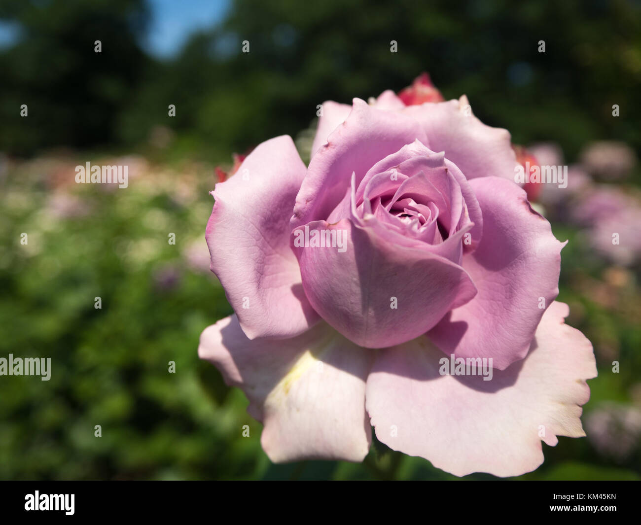 A lavender rose close-up Stock Photo