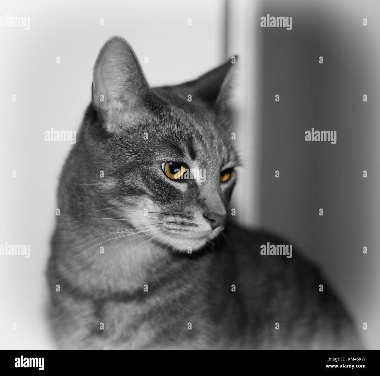 Cat Portrait in Black and White Stock Photo - Alamy