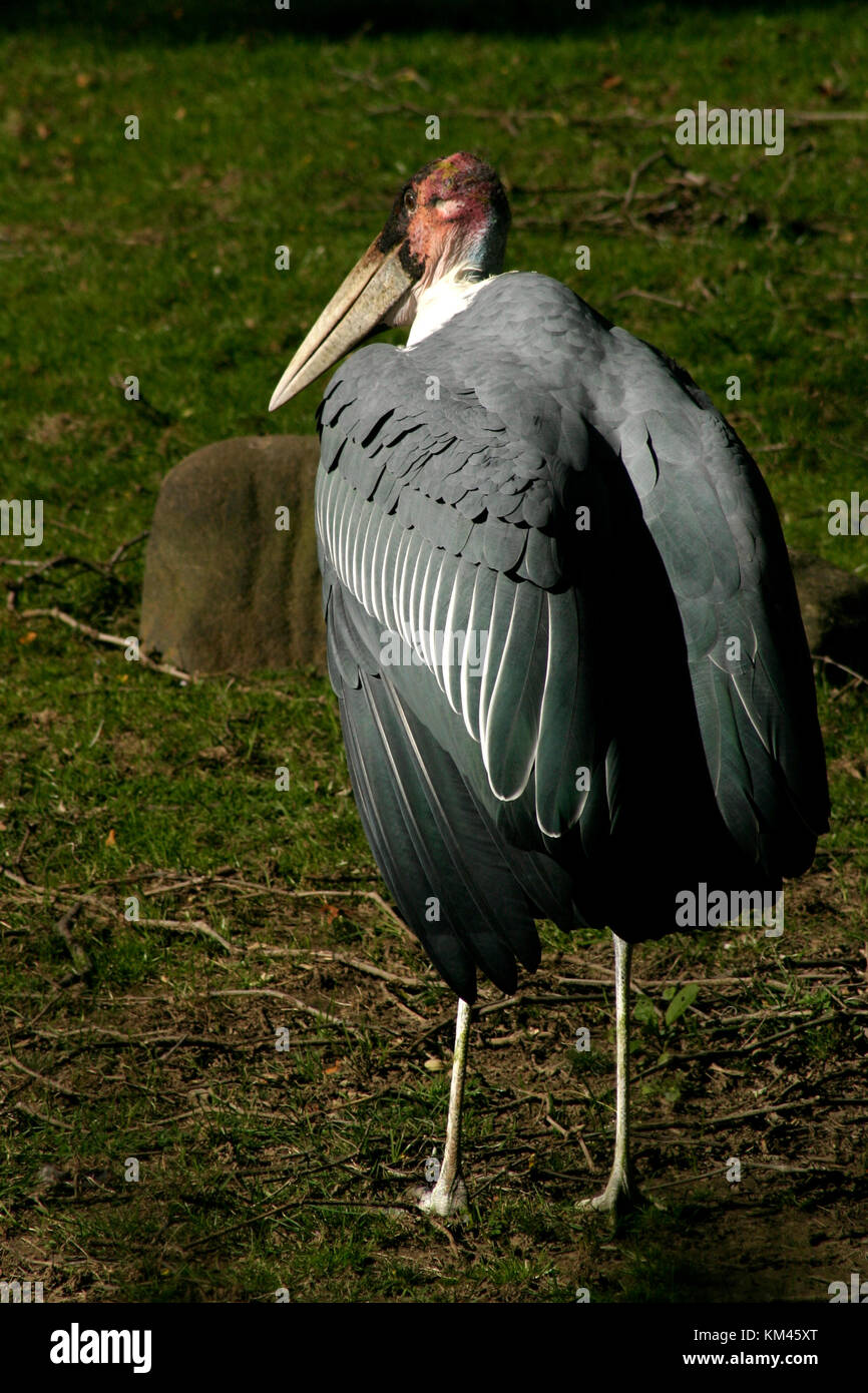 Marabou stork in captivity Stock Photo