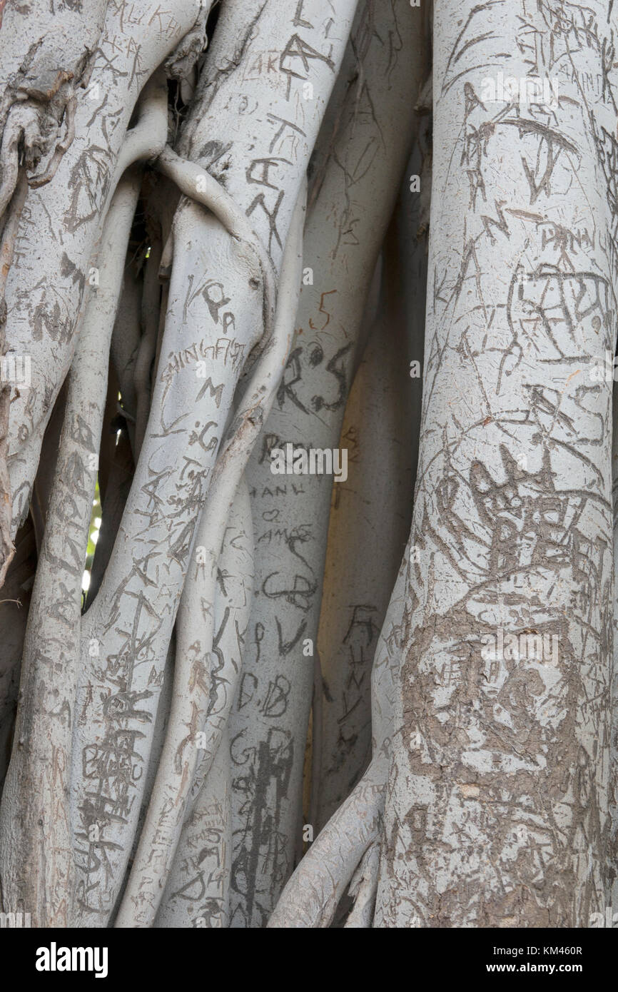 Ancient tree with graffiti carved into its bark at Jallianwala Bagh, Amritsar, India Stock Photo