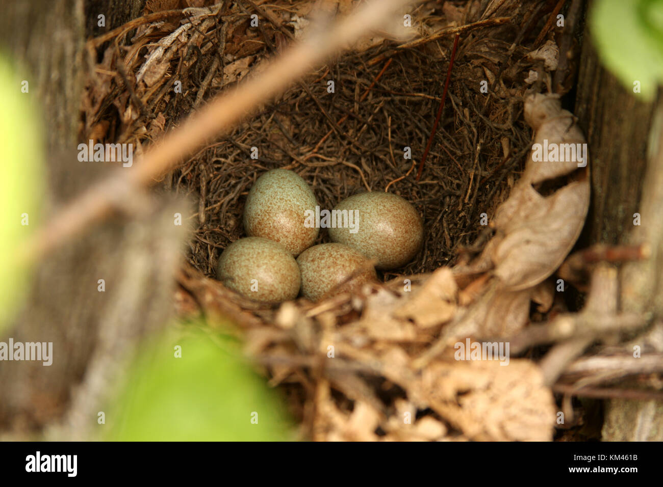 Bird eggs in nest Stock Photo - Alamy