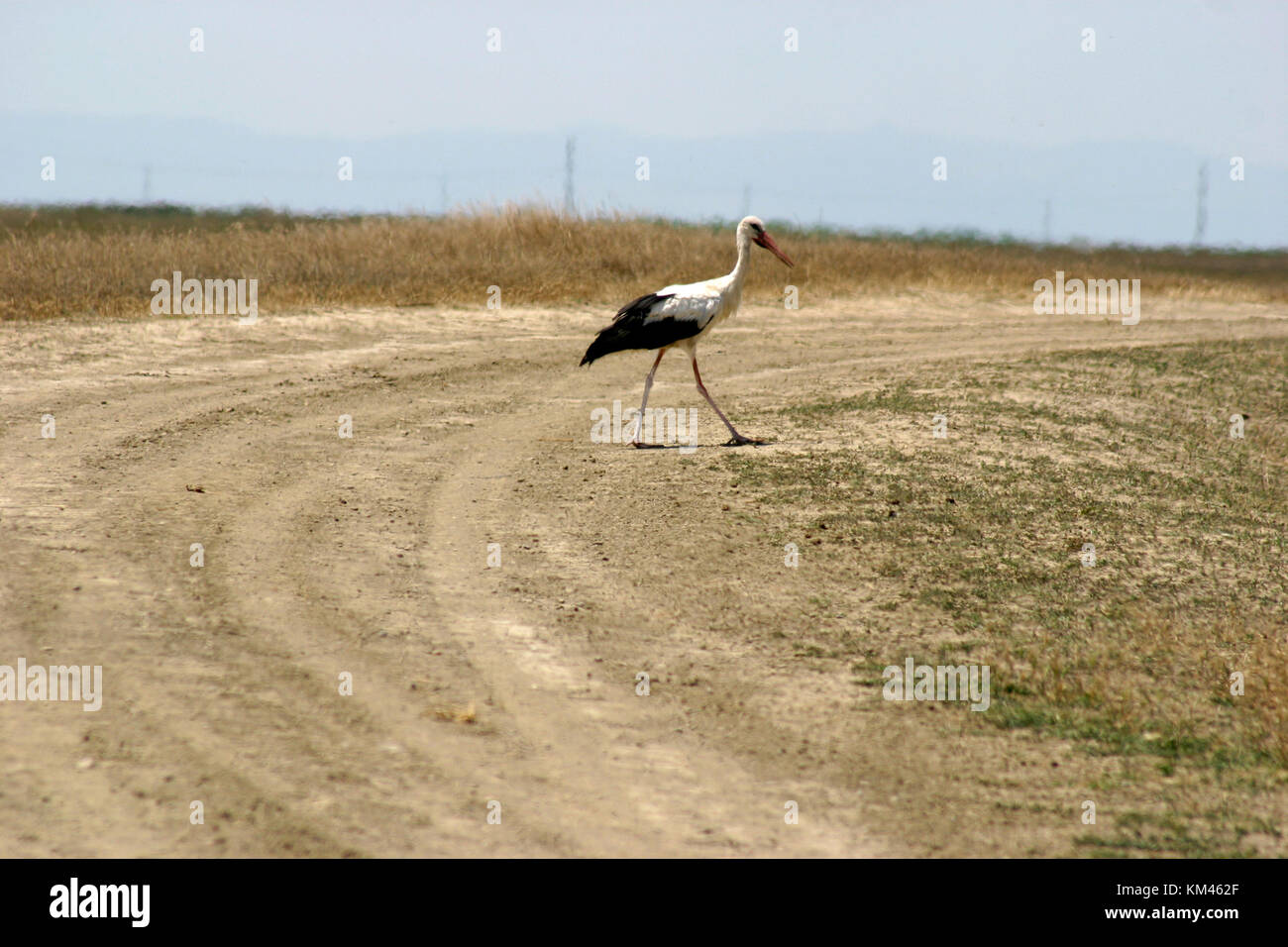 European white storks walking Stock Photo
