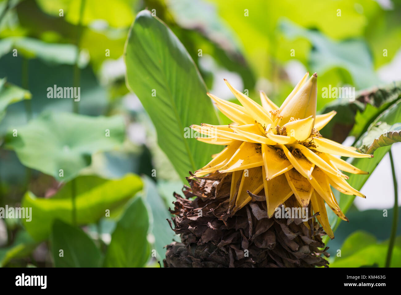 Musella lasiocarpa yellow flower from a chinese dwarf banana tree also called golden lotus with green leaves in the background, Chengdu, China Stock Photo