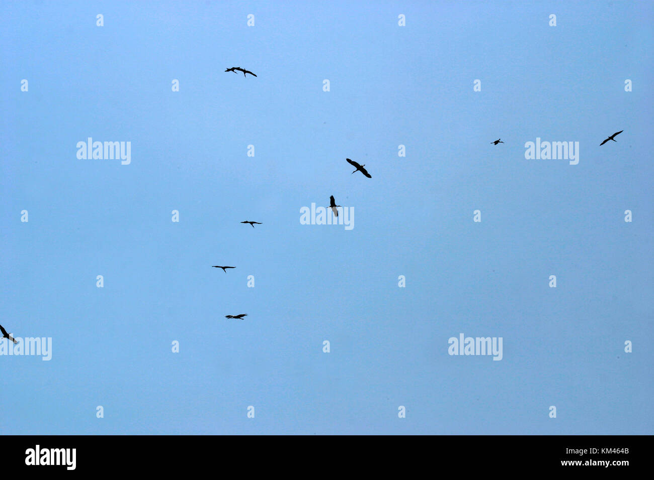 Storks soaring in the sky Stock Photo