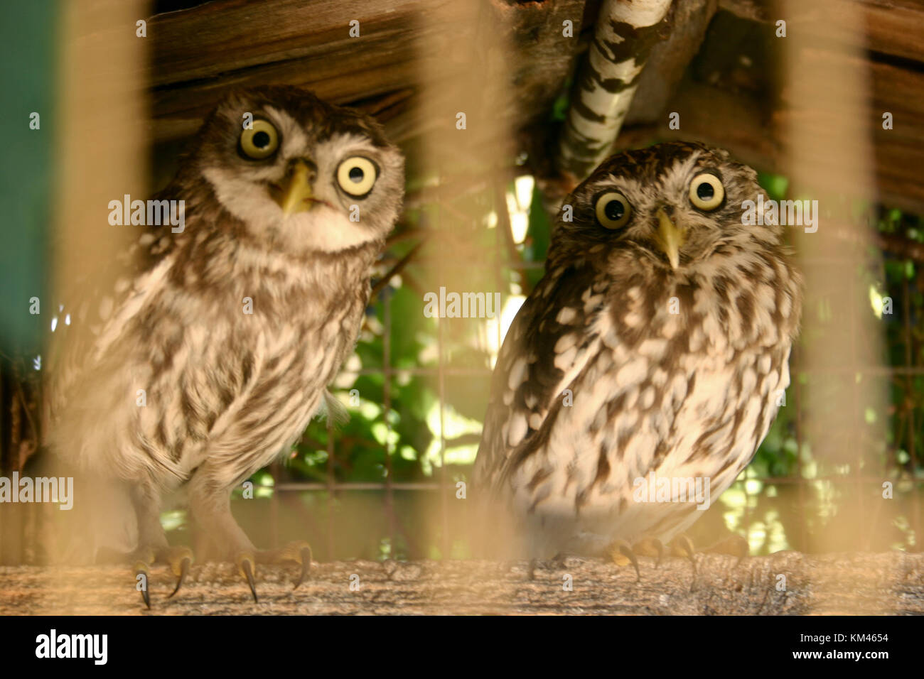 Owls in captivity Stock Photo Alamy