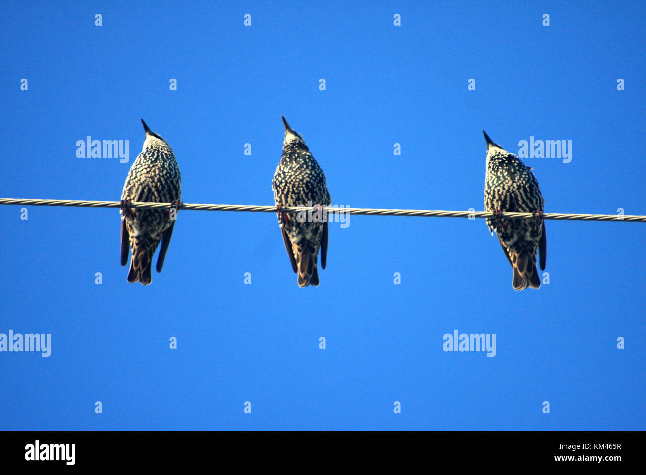 Starling birds on electric line Stock Photo