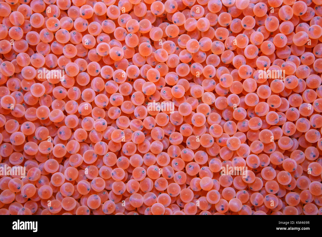 Thousands of wild Chinook Salmon eggs in the eyed egg stage of life Stock  Photo - Alamy