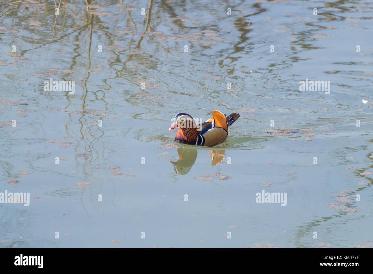 Mandarin duck close up from Sile river natural park. Italian wildlife ...
