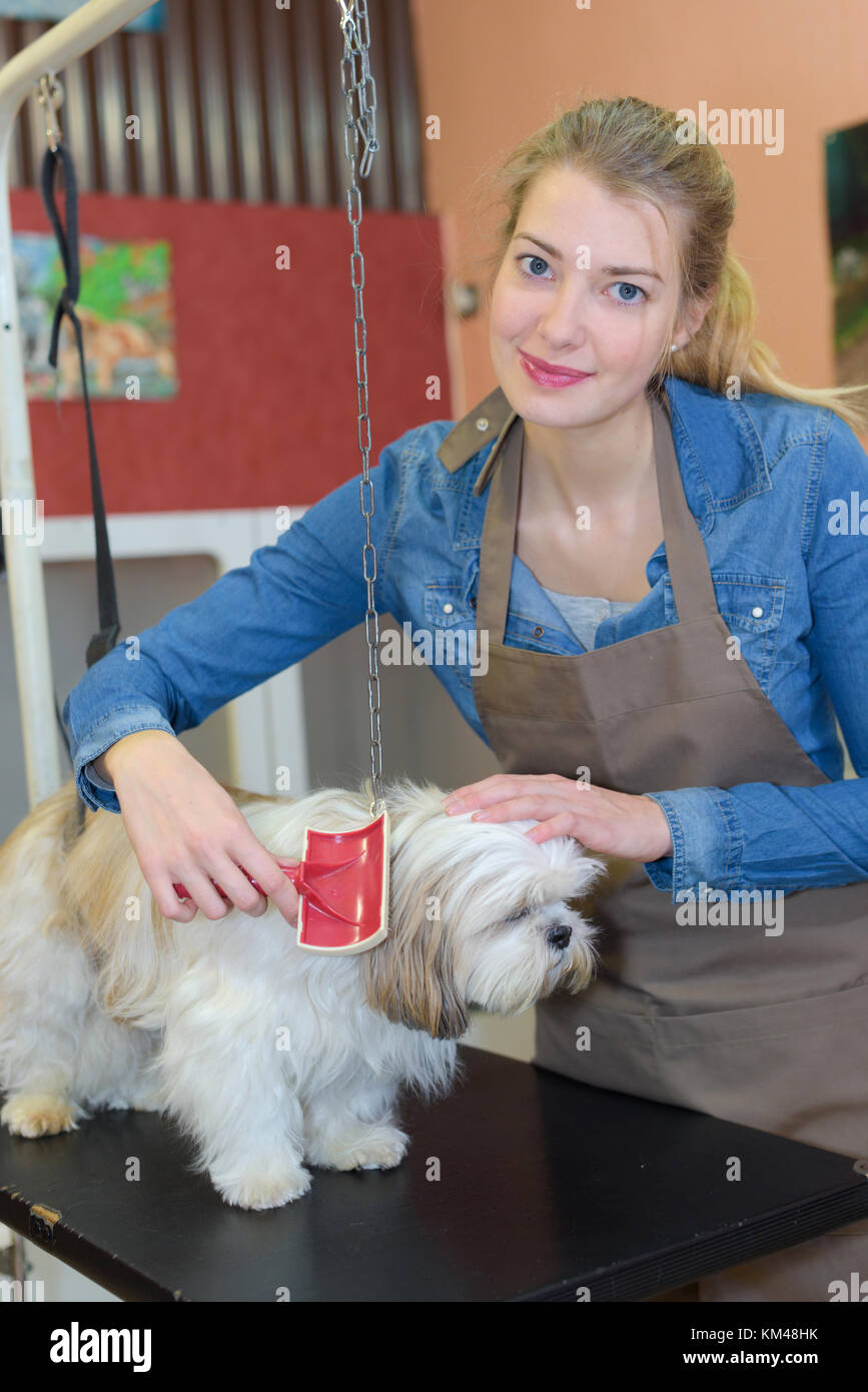 beautiful blonde dog groomer at work Stock Photo Alamy
