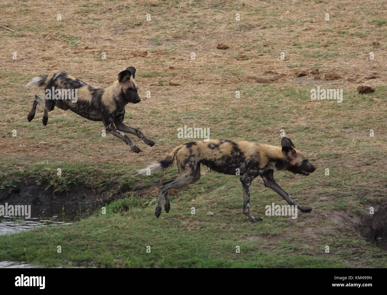 Wild or Painted Dog Stock Photo - Alamy