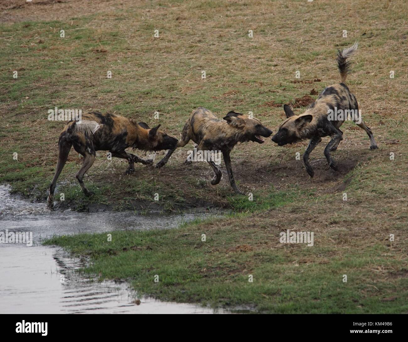 Wild or Painted Dog Stock Photo - Alamy