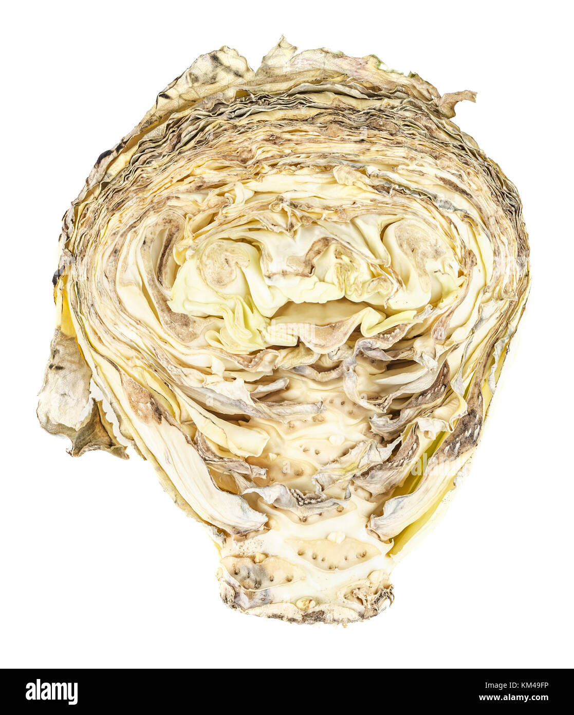 Rotten cabbage hires stock photography and images Alamy