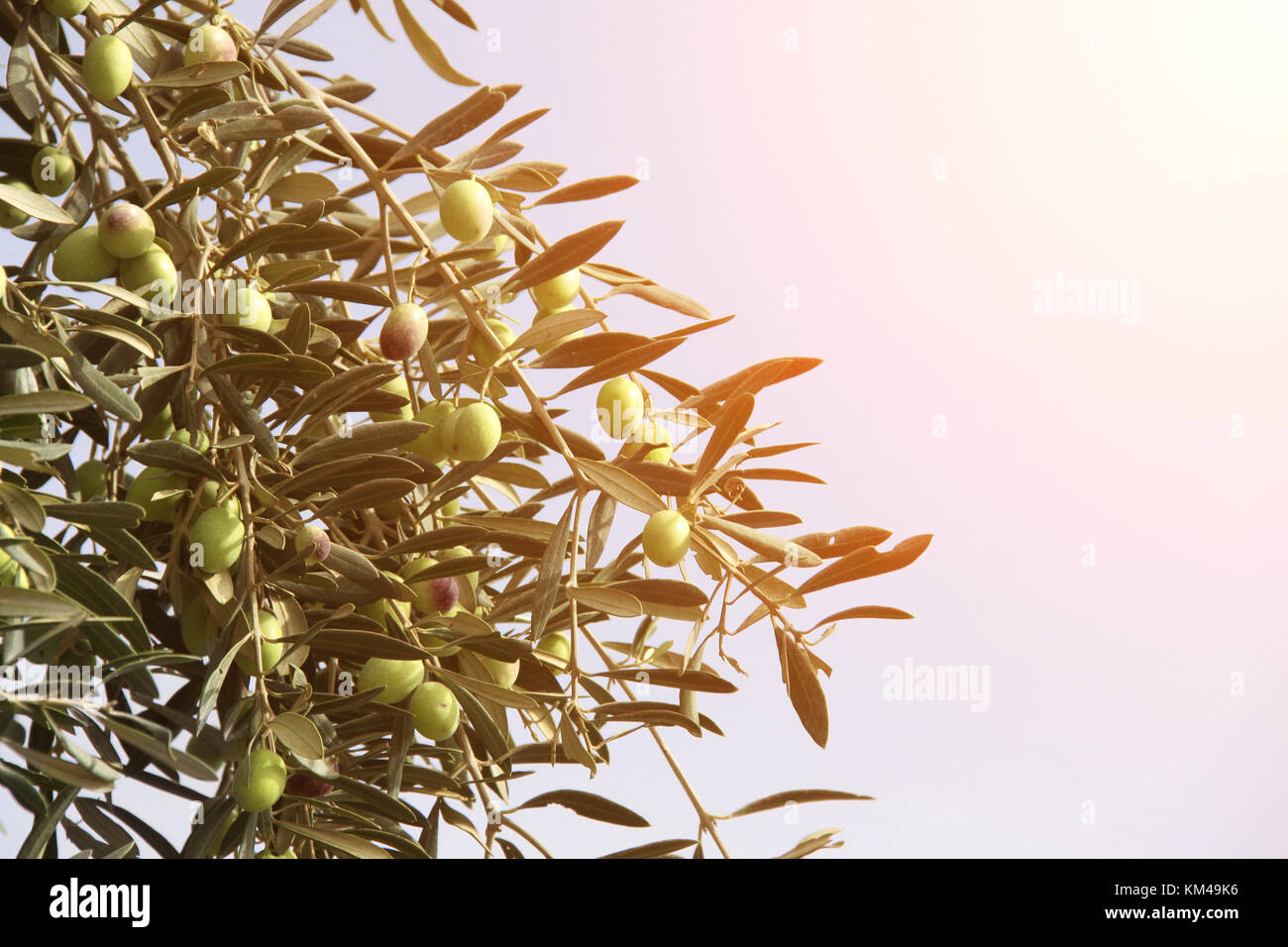 Ripe green olives on olive tree. Olive branch close up on sunny blue ...