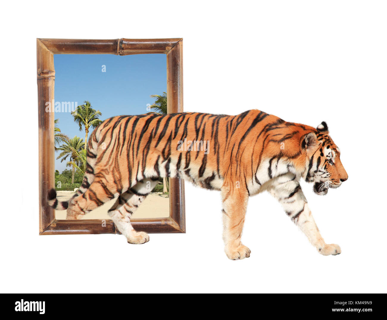 Tiger coming out of a bamboo frame (3d effect). Isolated on white background Stock Photo