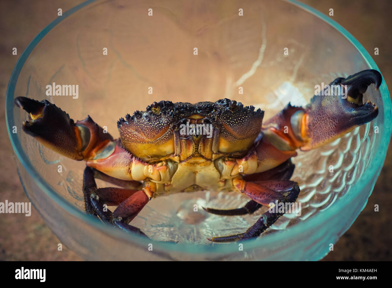 Live crab with outspread claws in a crystal dish Stock Photo