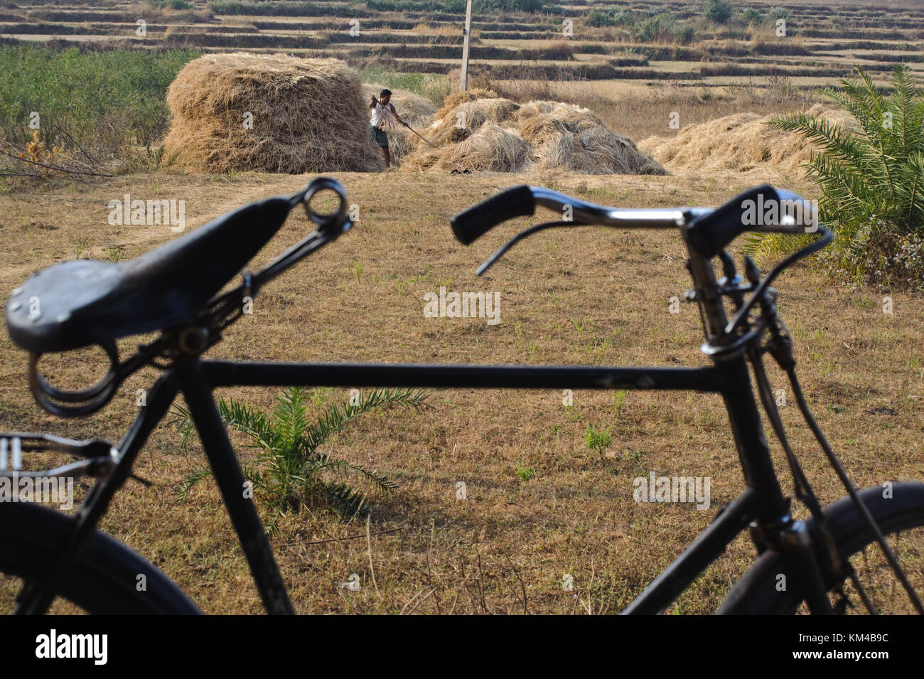 Cycle belonging to the farmer who is working in the background. The man belongs to the Desia Kondh tribe ( India) Stock Photo
