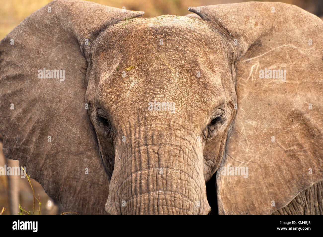 Bush Elephant (Loxodonta africana) close up detailed head shot. Taken in the Serengeti, Tanzania Stock Photo
