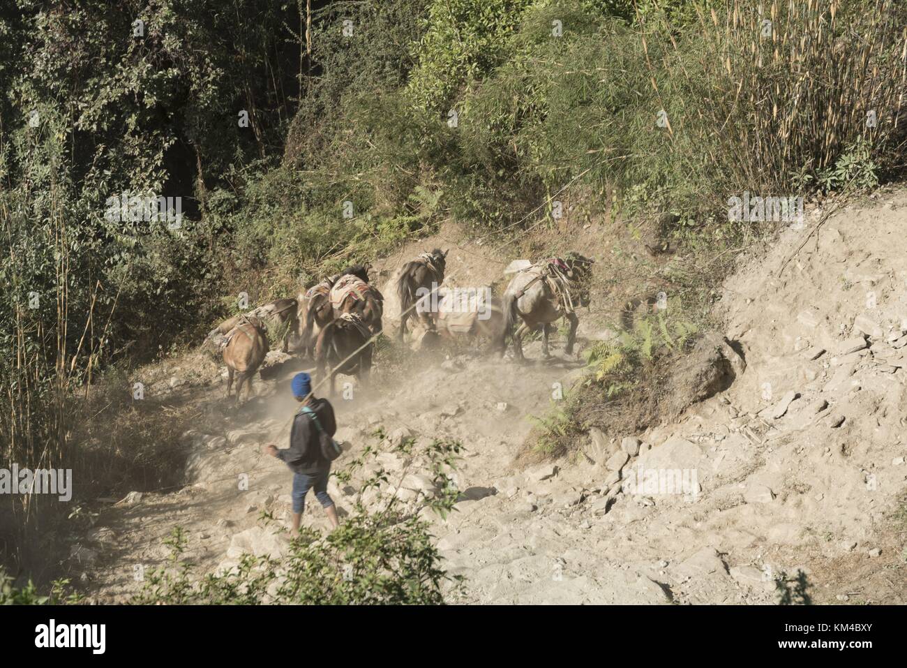 Donkeys transport heavy loads to their remote destination in the Annapurna area. In an encounter, the animals always have 'right of way'. (03 December 2016) | usage worldwide Stock Photo